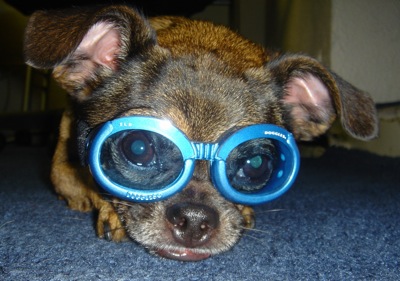 Close Up - Buggles the Chussel is wearing a pair of blue goggles and laying on a royal blue carpeted floor